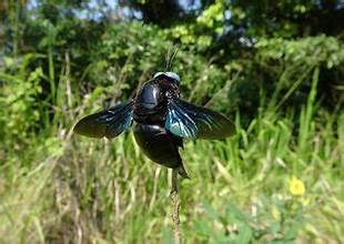 Xylocopa tenuiscapa